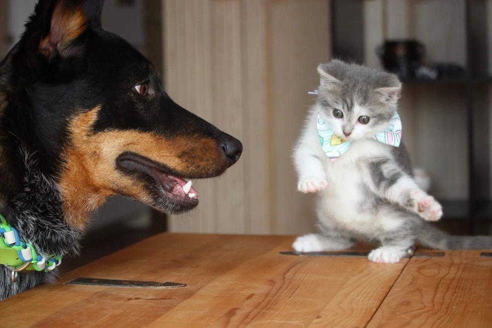 playful kitten dog