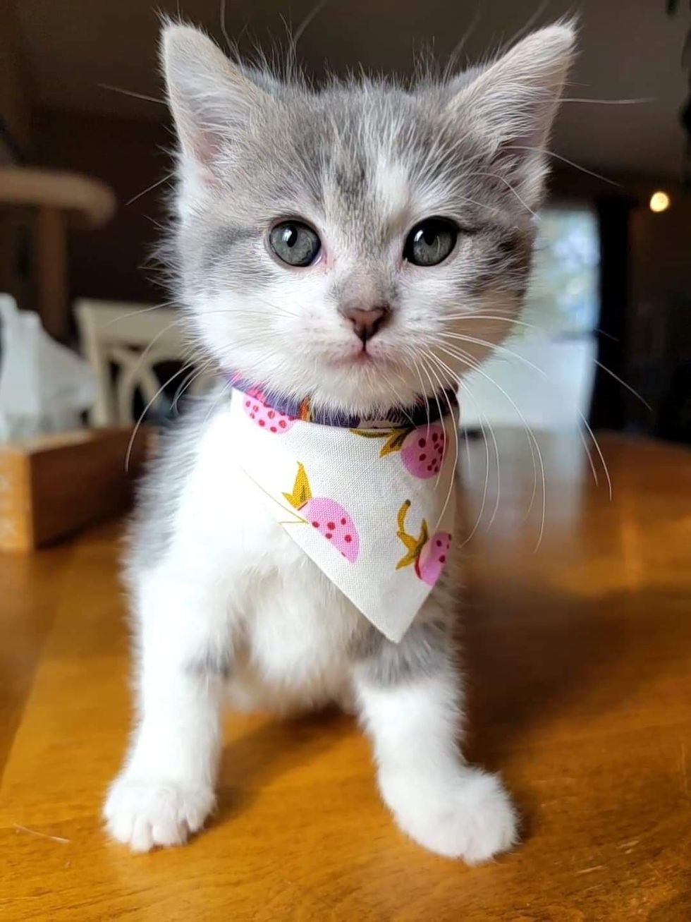 cute kitten bandana