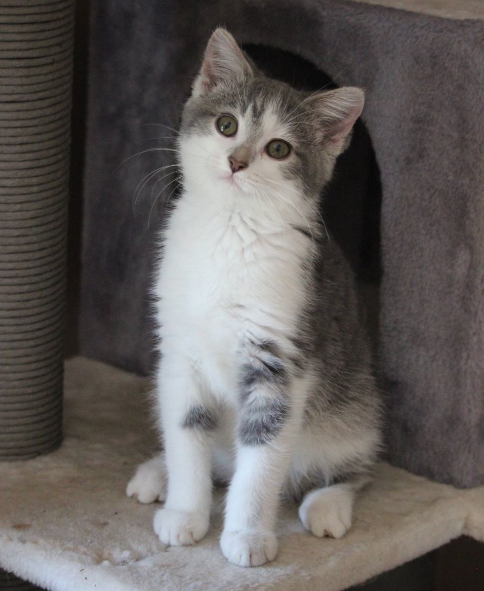 happy grey kitten