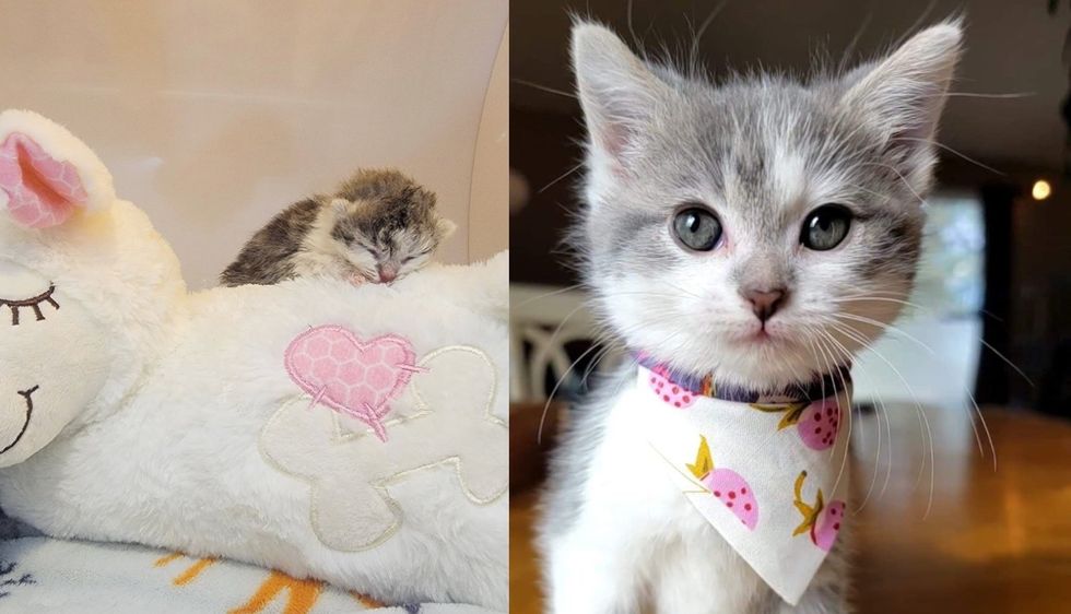 People Stunned by How 'Tough' Kitten Was at a Few Days Old, Now She Never Stops Living Large