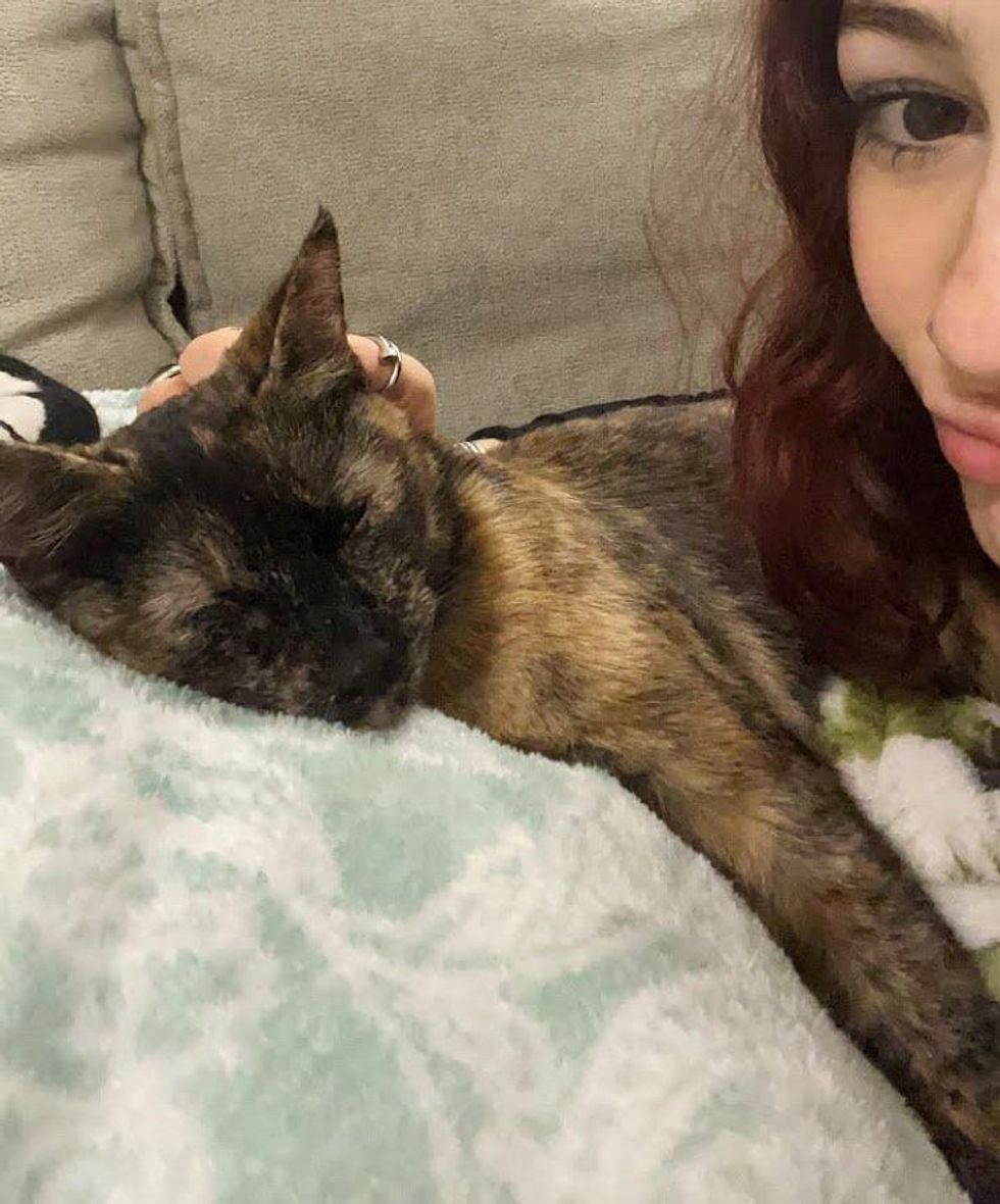 sweet sleeping tortie cat