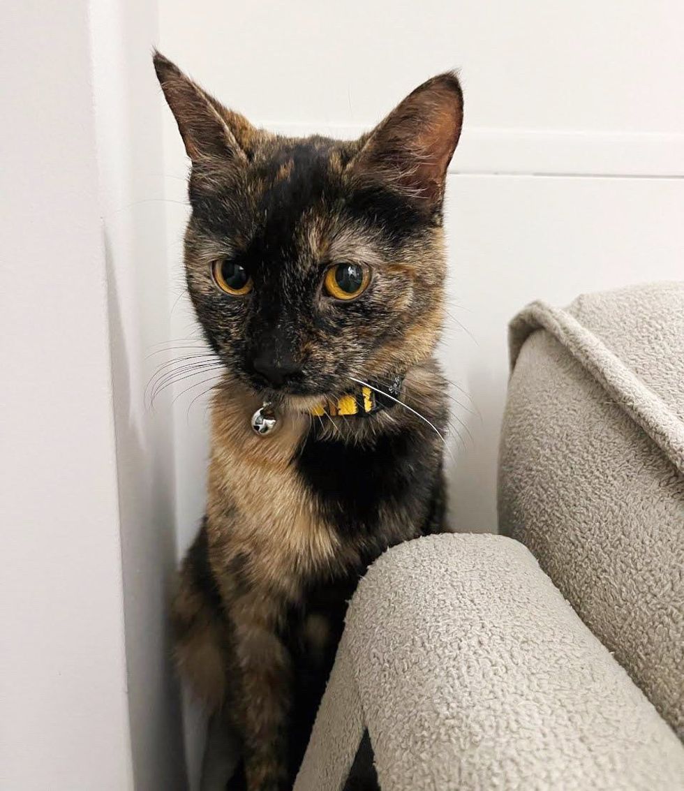 tortie feline  beautiful