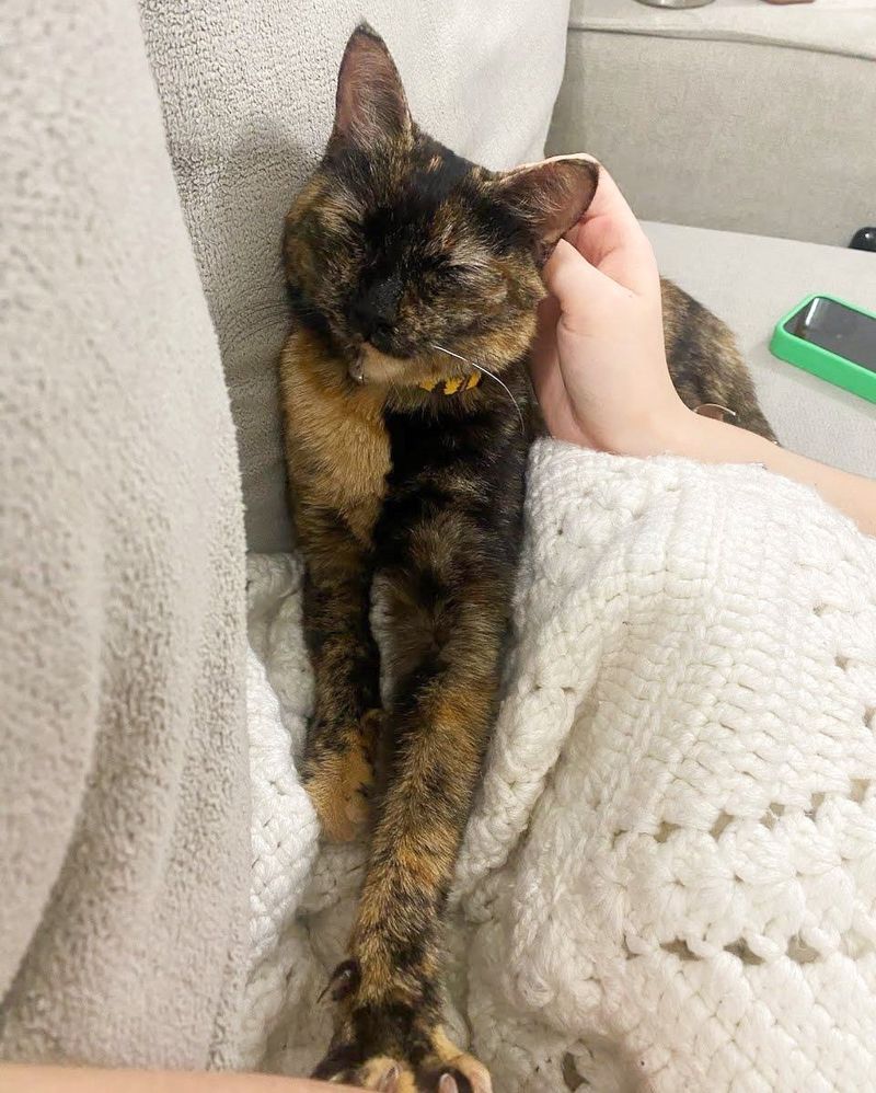 happy tortie cat