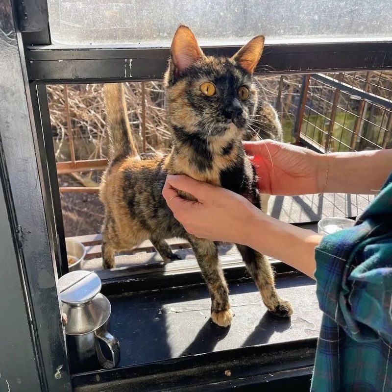 stray tortie cat friendly