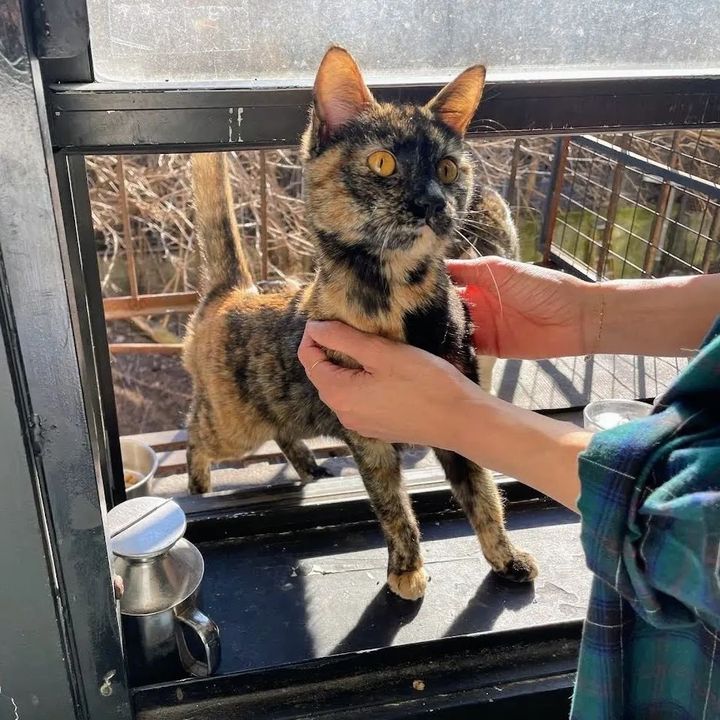 stray tortie cat friendly