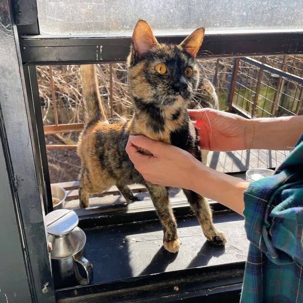 stray tortie cat friendly