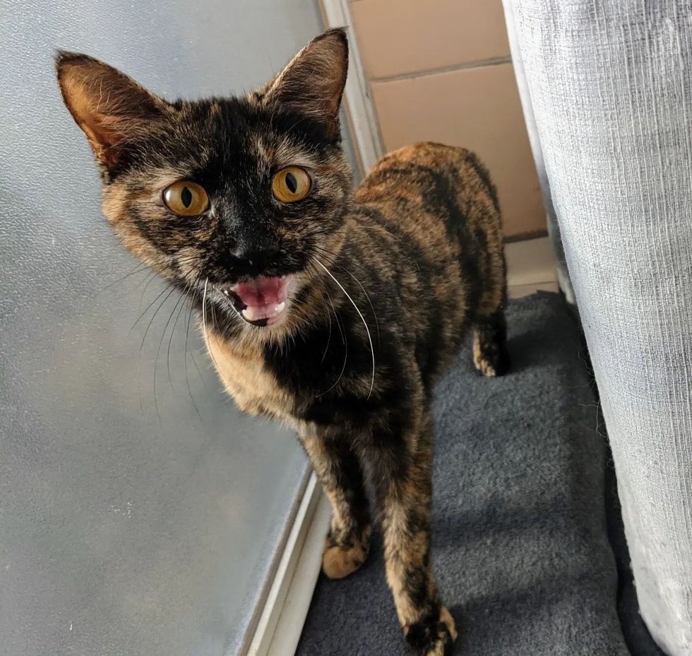 stray feline  tortie friendly