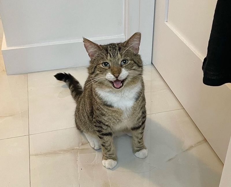 happy tabby cat