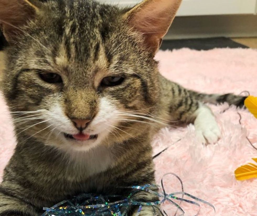 sweet tabby feline  smile