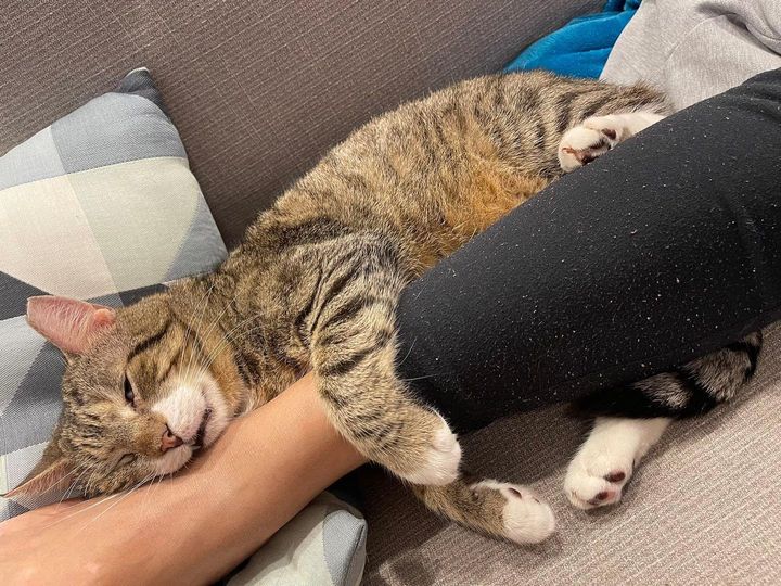 snuggly tabby cat sleeping