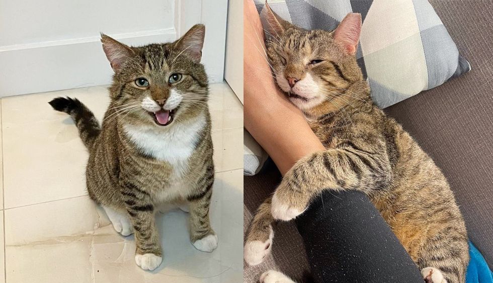 Cat Who Acted Feral for Most of His Life, Changes Completely One Day When He's No Longer Outside