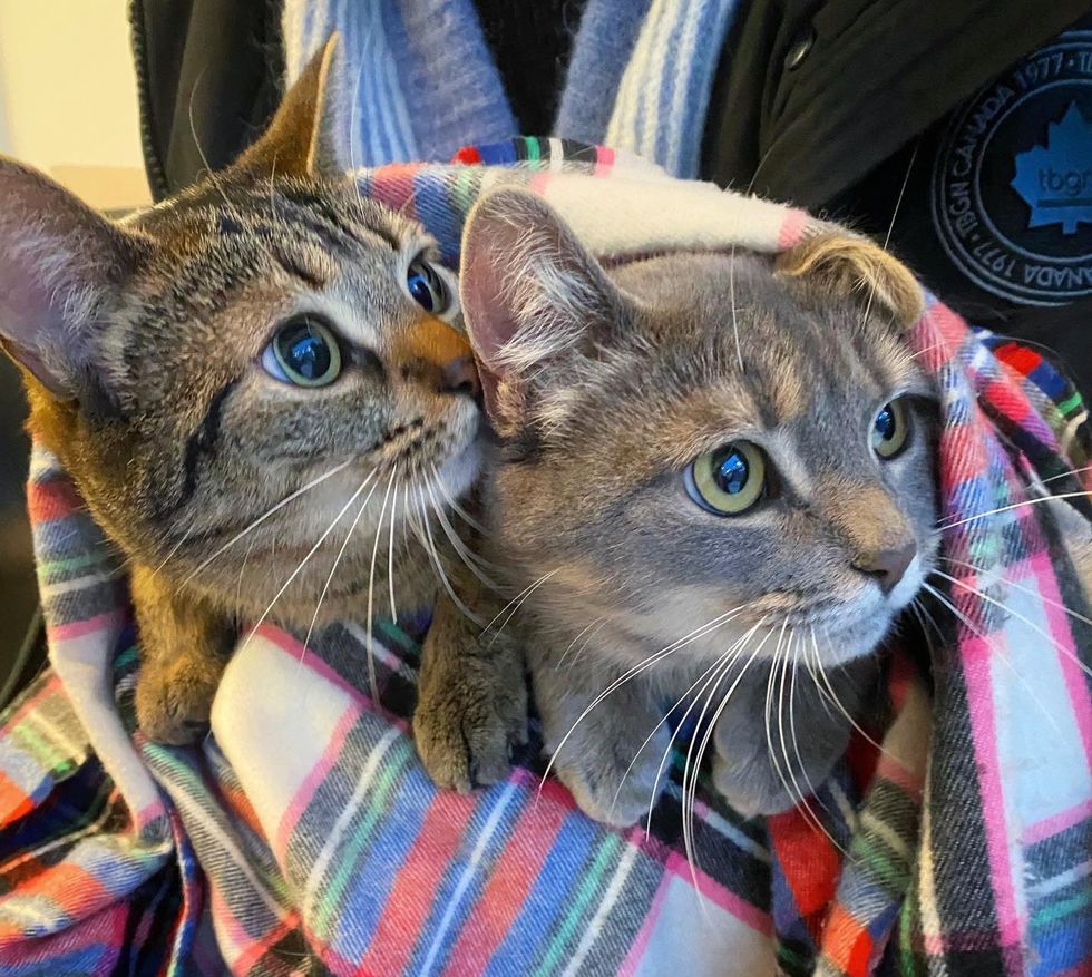 bonded feline  sisters