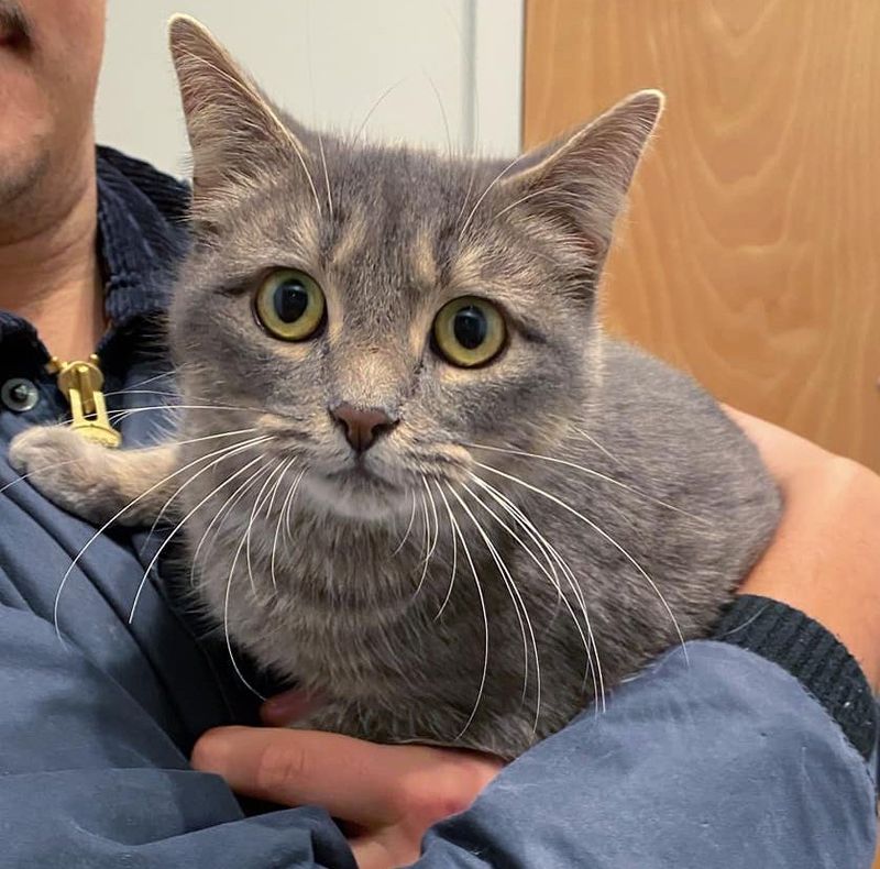 gray cat tabby cuddly