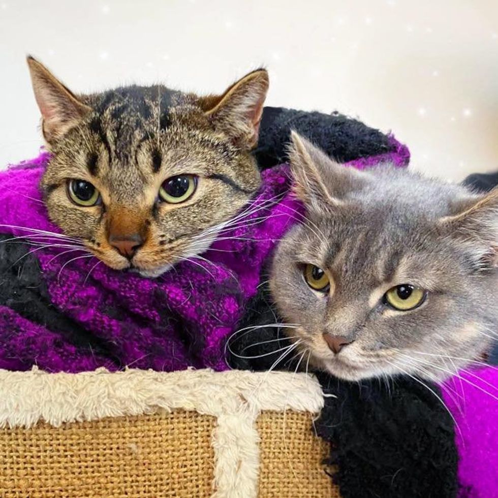 bonded feline  sisters