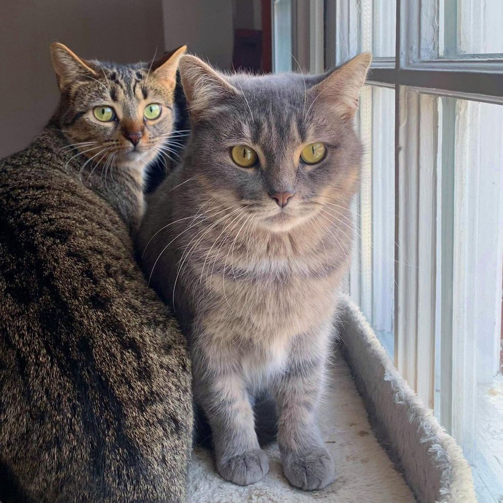 bonded feline  sisters