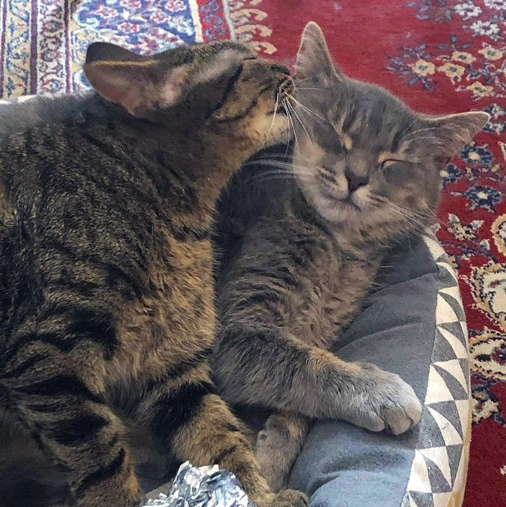 sweet cats snuggling