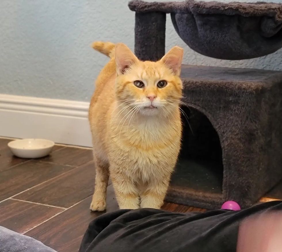 orange tabby cat rescue