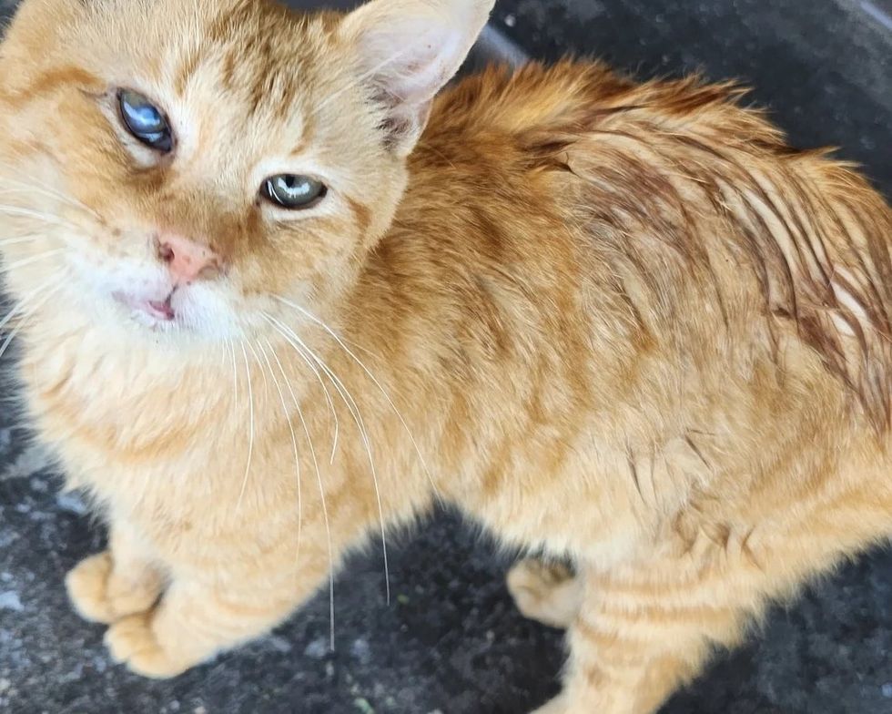 stray feline  orange