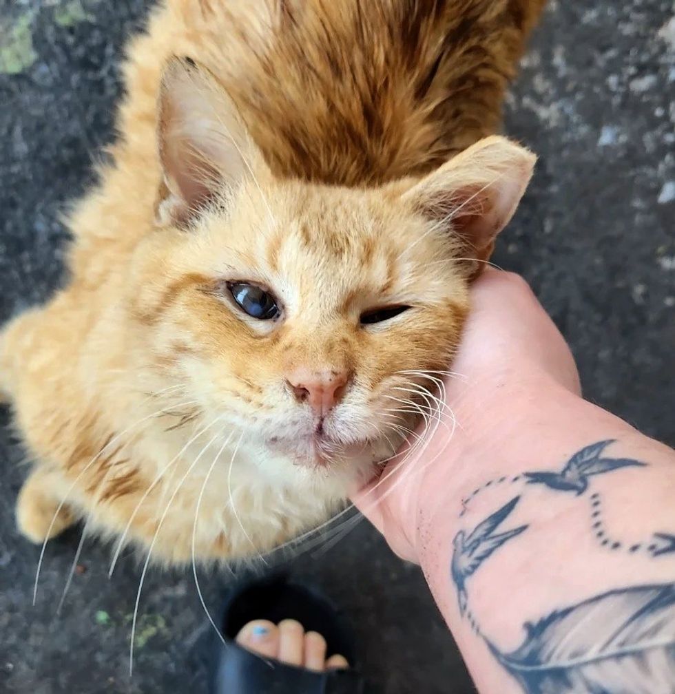 sweet stray feline  orange