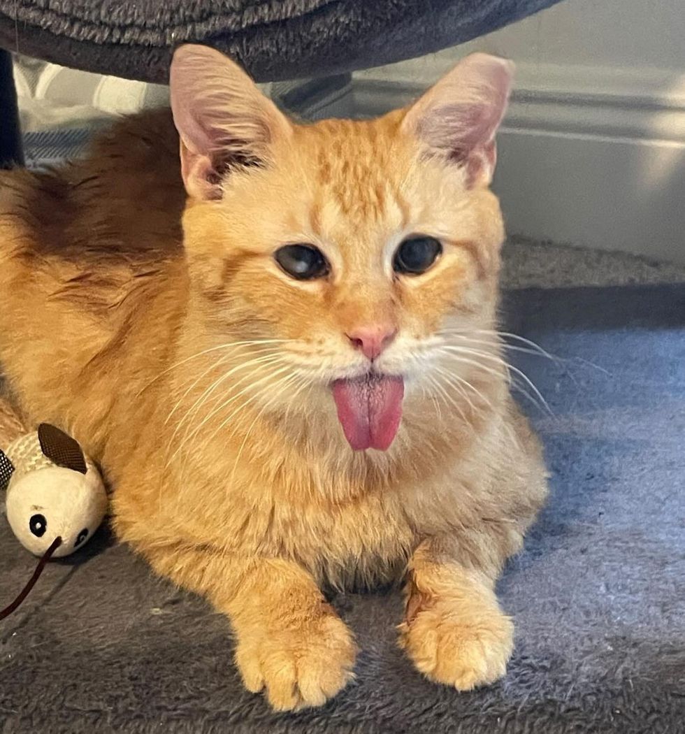 cat orange tongue out