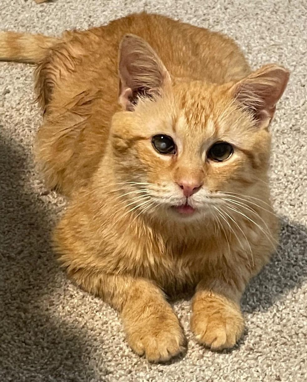 sweet orange cat fuddy