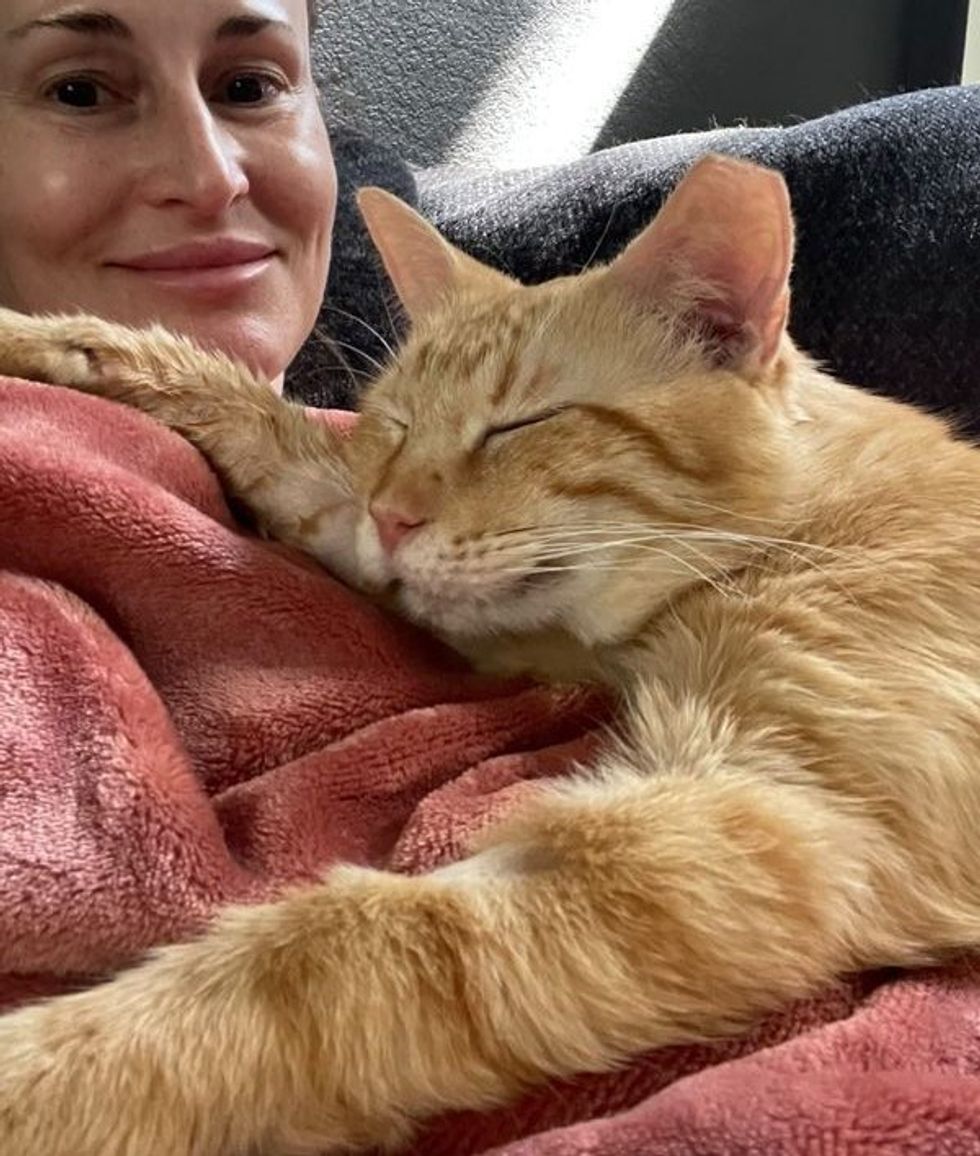 snuggly feline  orange