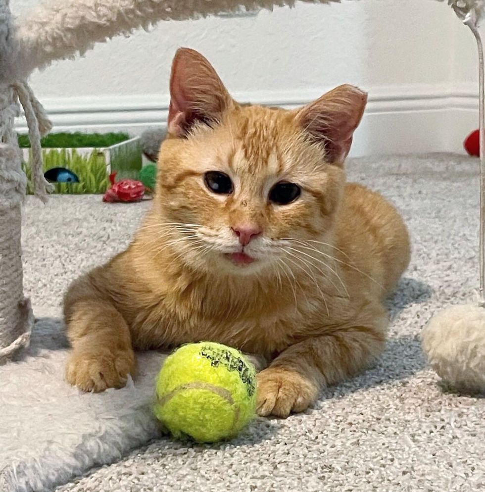 sweet orangish  feline  ball