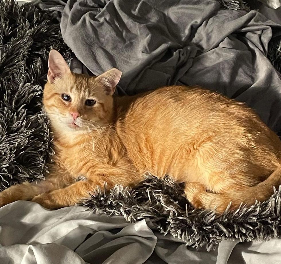 sweet orange cat fuddy