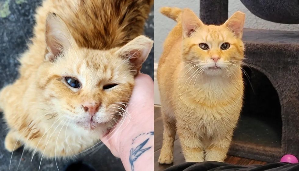 Cat Wants Indoor Life One Day After He Has Lived Most of His Years Outside, Trying to Make Up for Lost Time