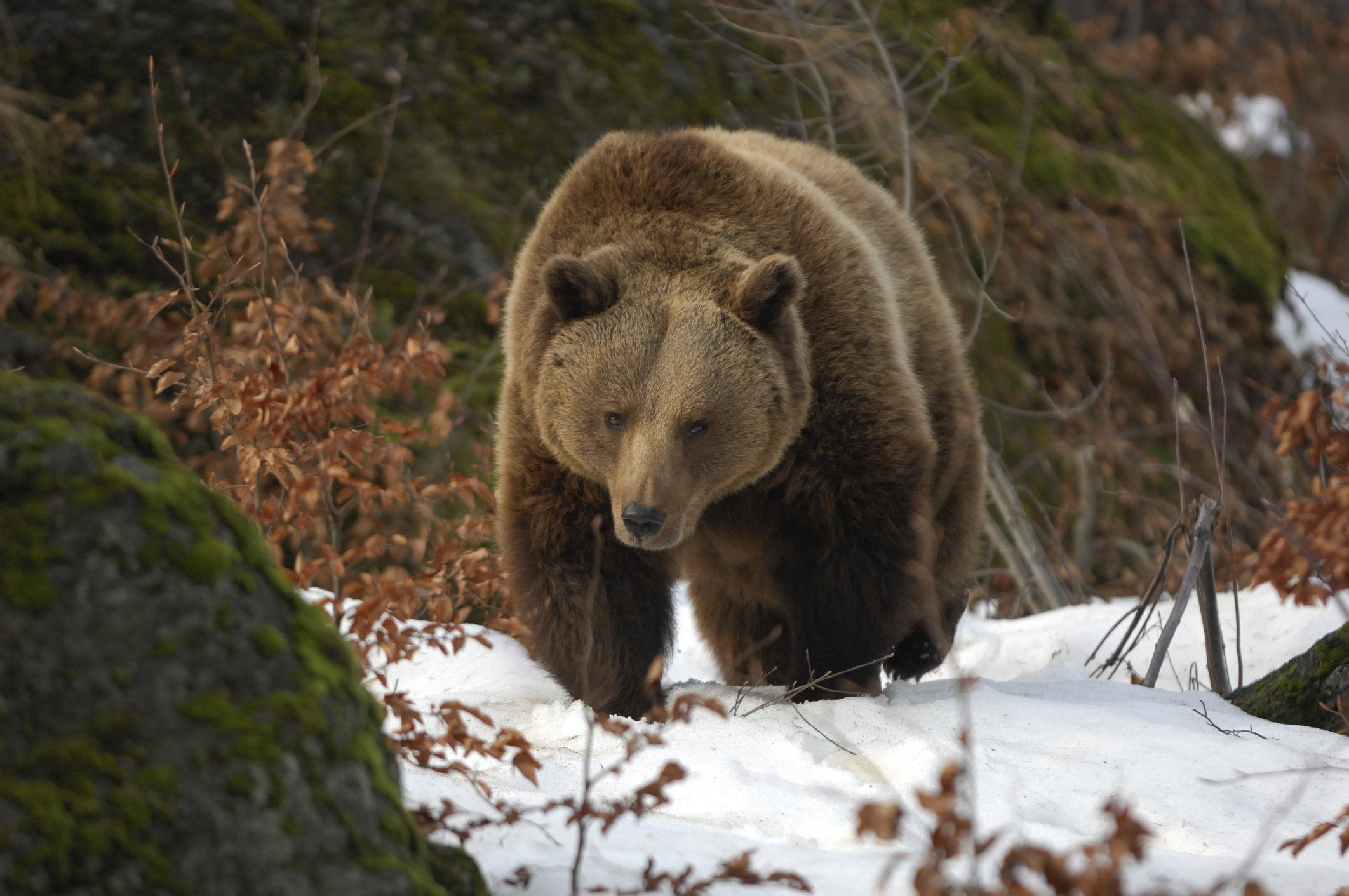 Per gli animalisti da fumetto Disney una bestia ha più valore di un uomo