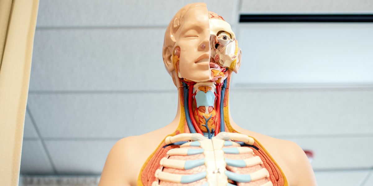 Model of the human body