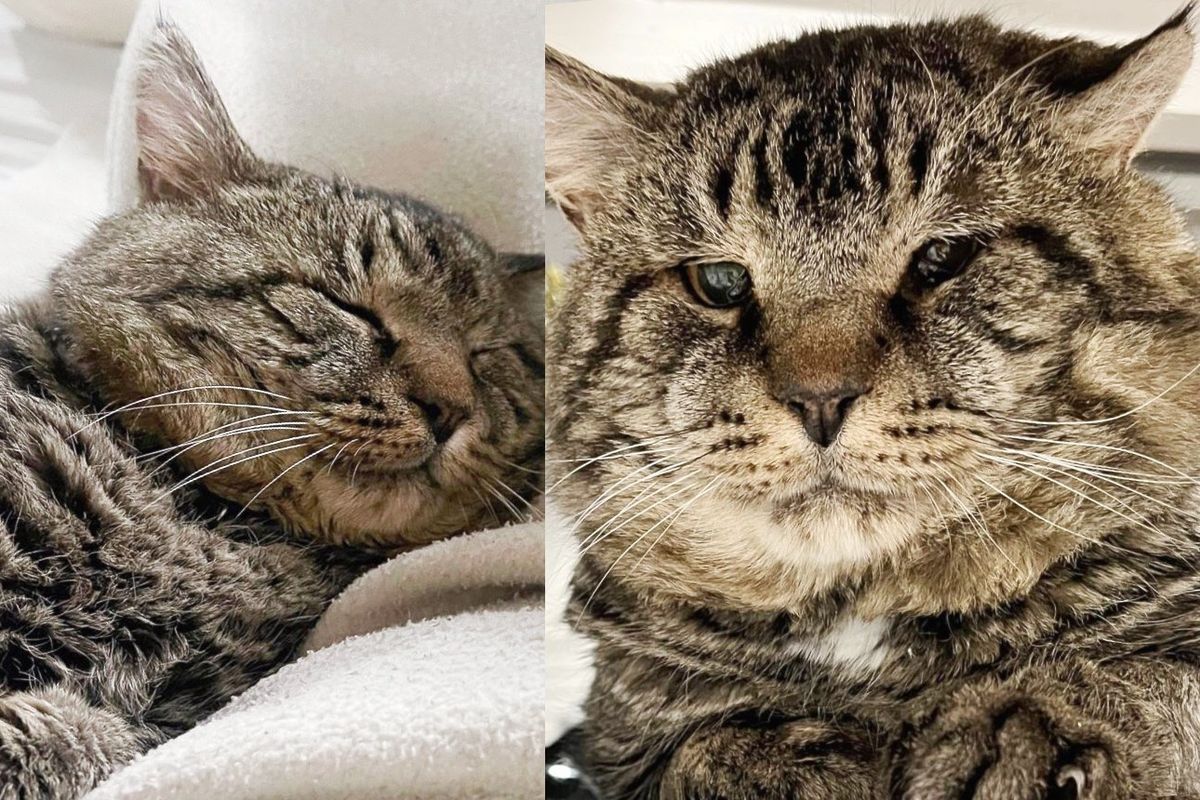 Couple Went to Shelter Just to 'Look at' a Cat with Enormous Cheeks, It Turned Out to Be So Much More