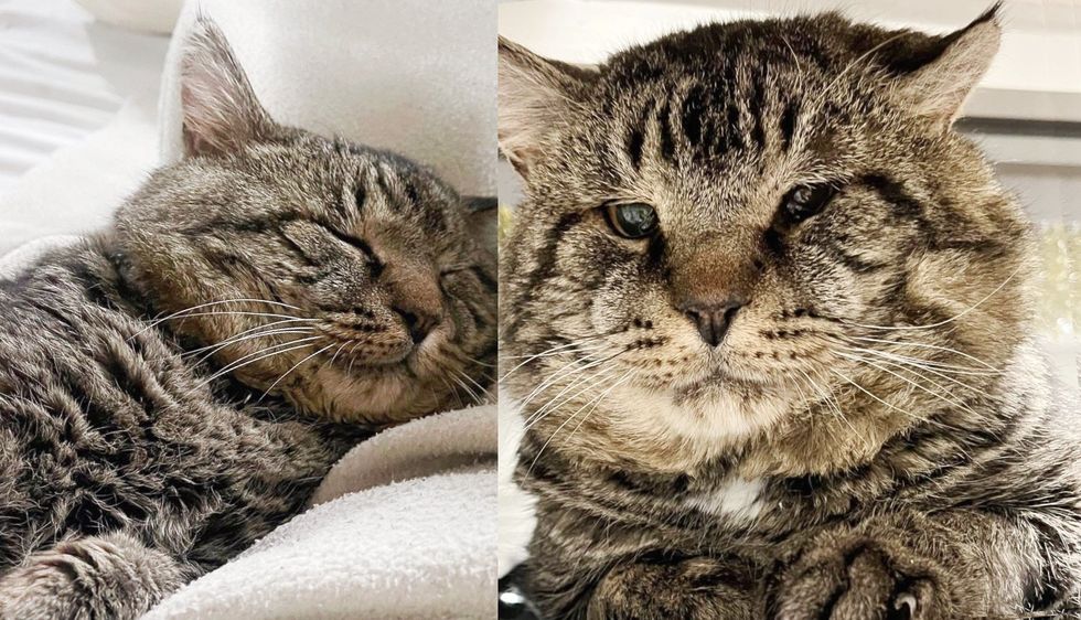 Couple Went to Shelter Just to 'Look at' a Cat with Enormous Cheeks, It Turned Out to Be So Much More