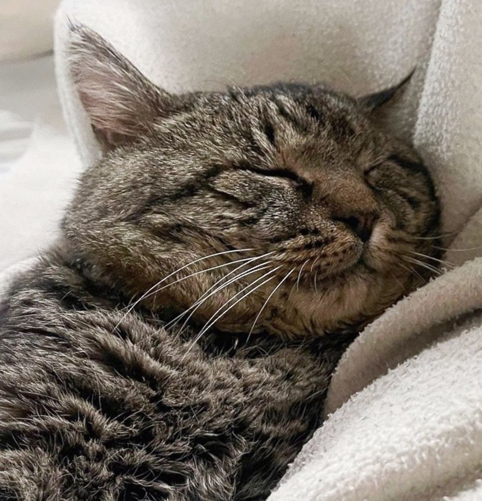 sleeping feline  tabby