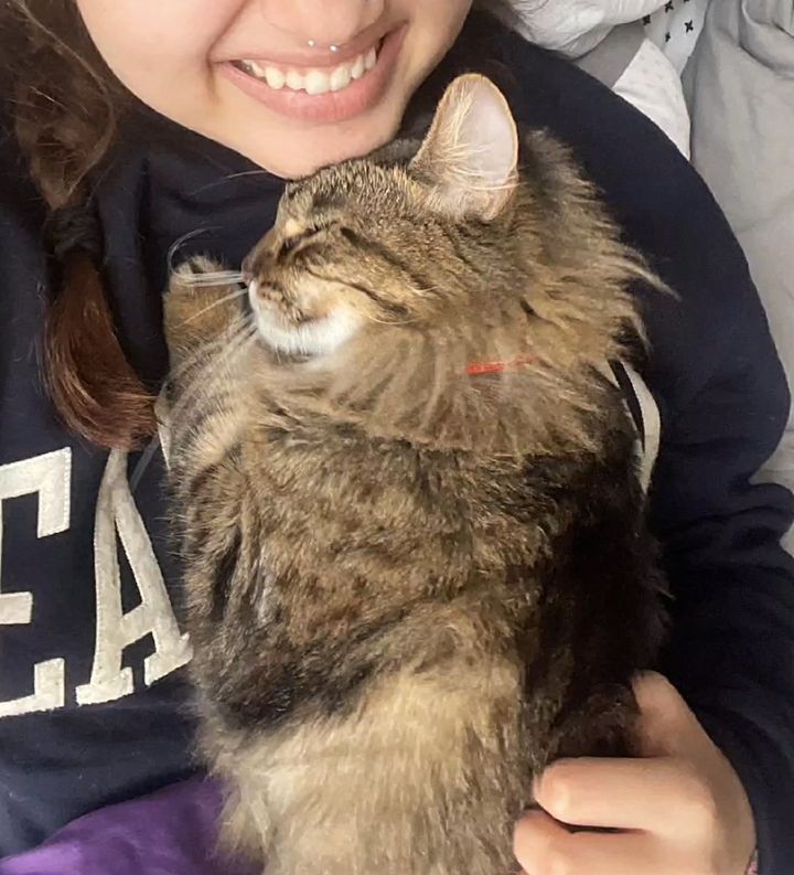 cat snuggling
