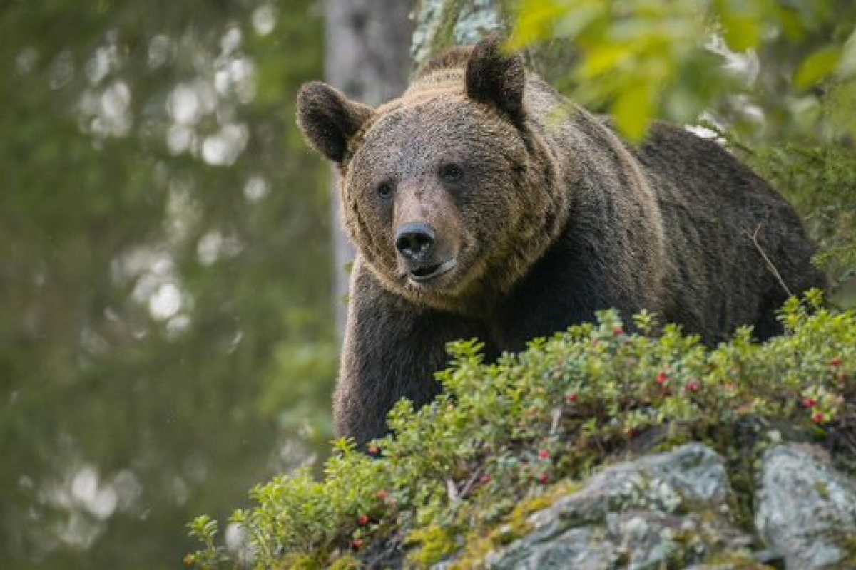 I veterinari: non uccideremo l’orsa