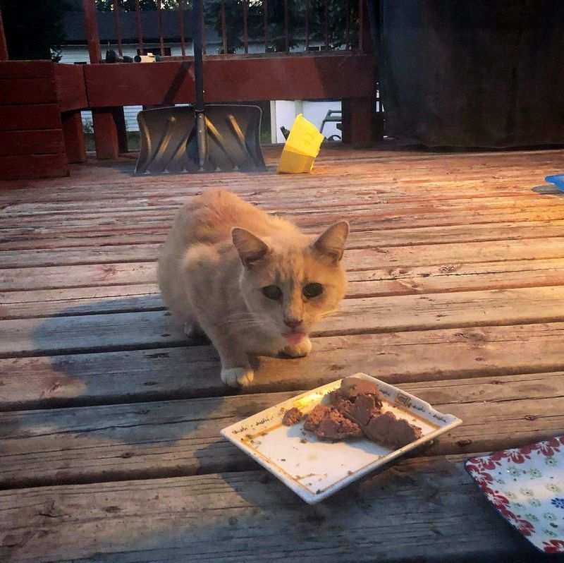 stray cat hungry