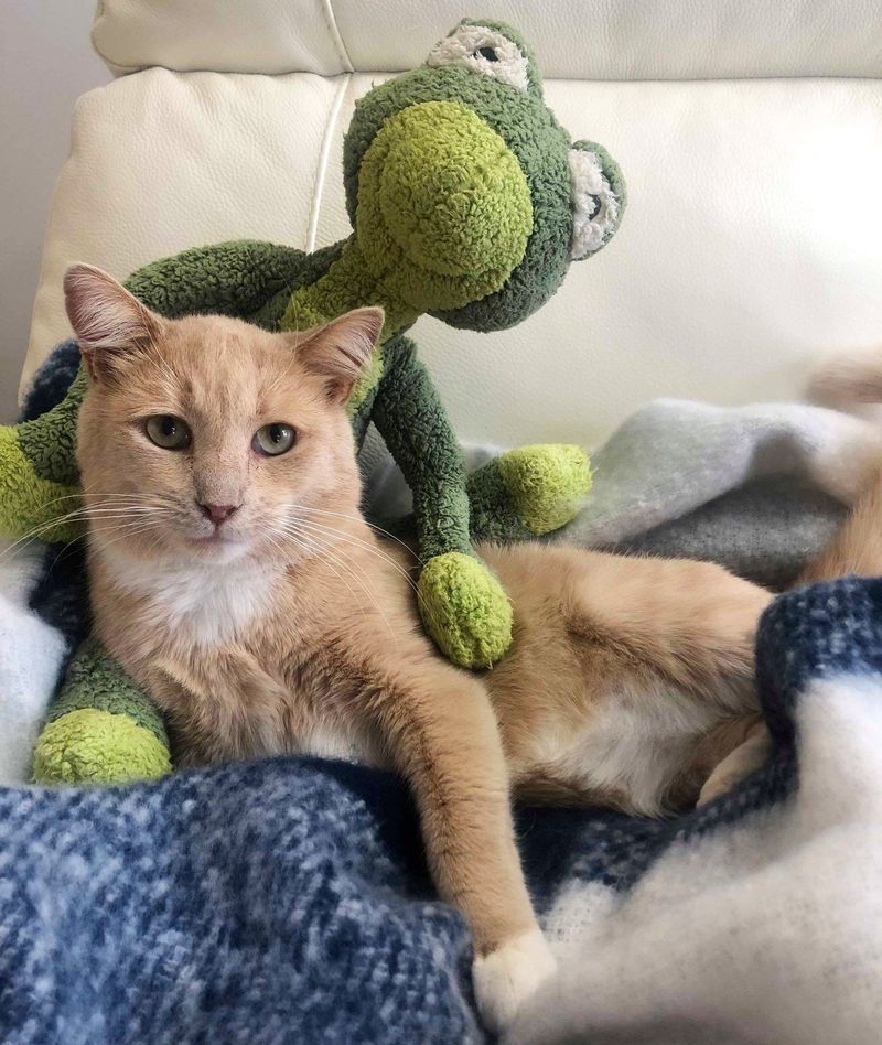 cat frog plushy