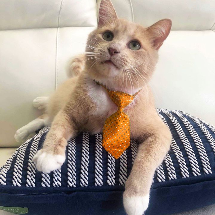 cat tie cute