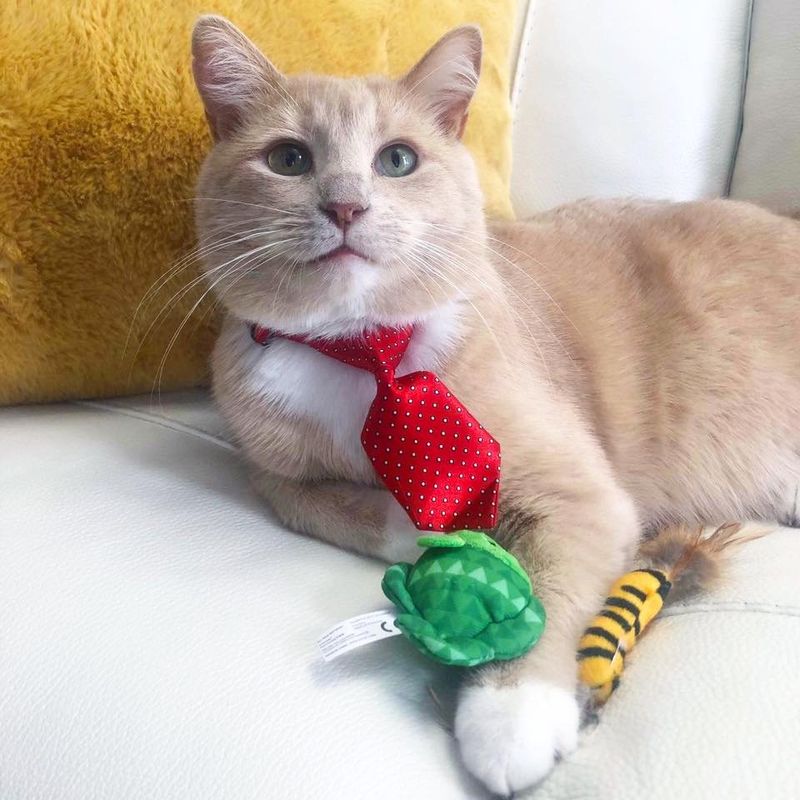 sweet cat dapper