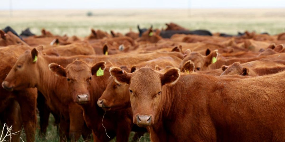 Mysterious deaths of Texas cattle with tongues, genitals severed Mysterious deaths of Texas cattle with tongues, genitals severed