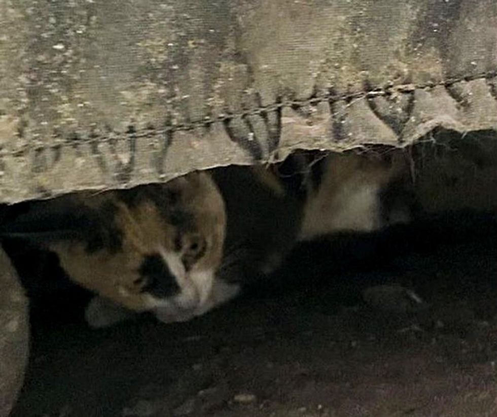 stray cat hiding