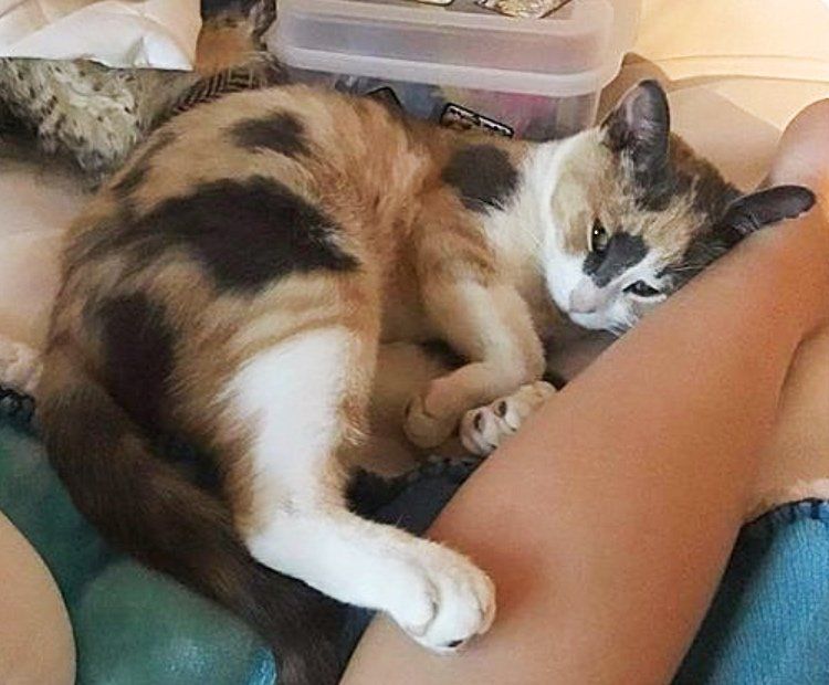 calico cat snuggling chiffon