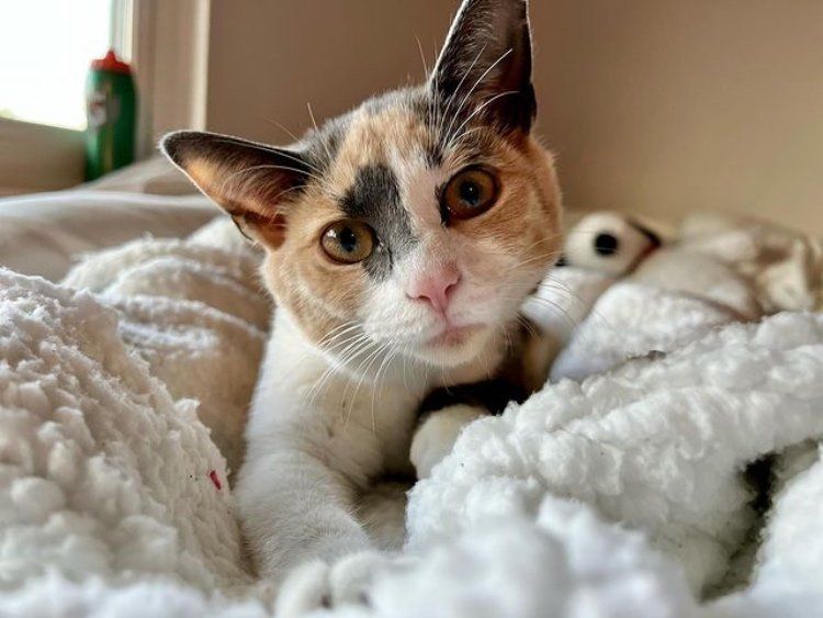 calico cat chiffon