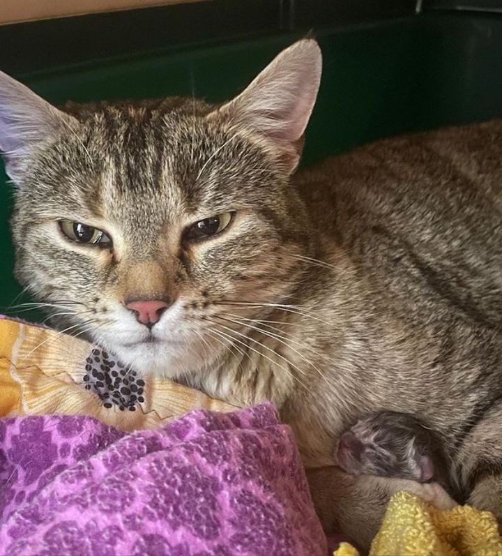 tabby cat mom kitten