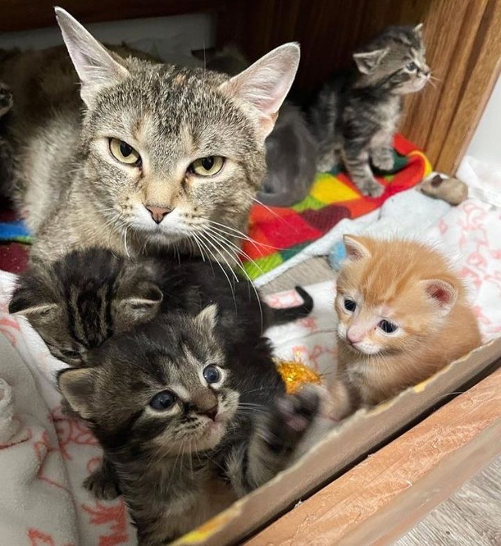 cat mom protective kittens