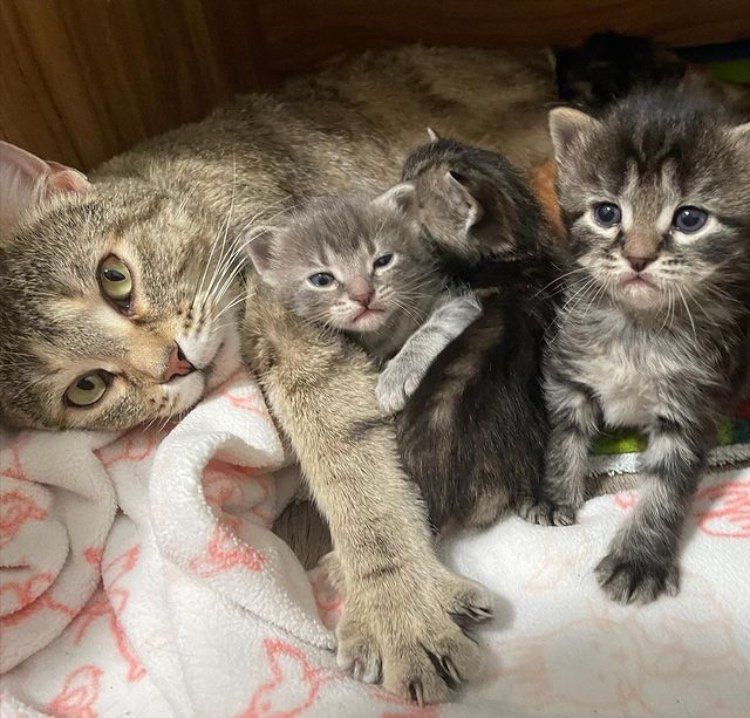 cat mom hugs kittens