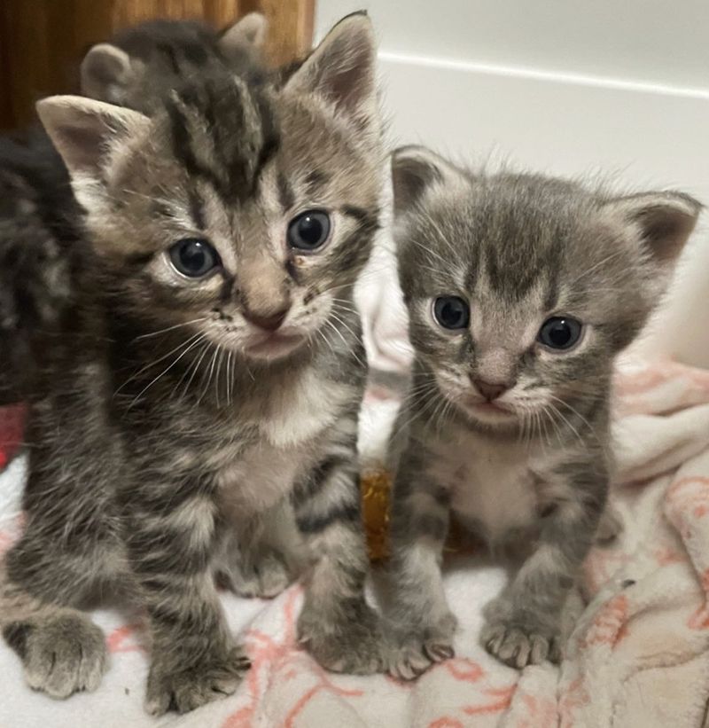 tabby kittens