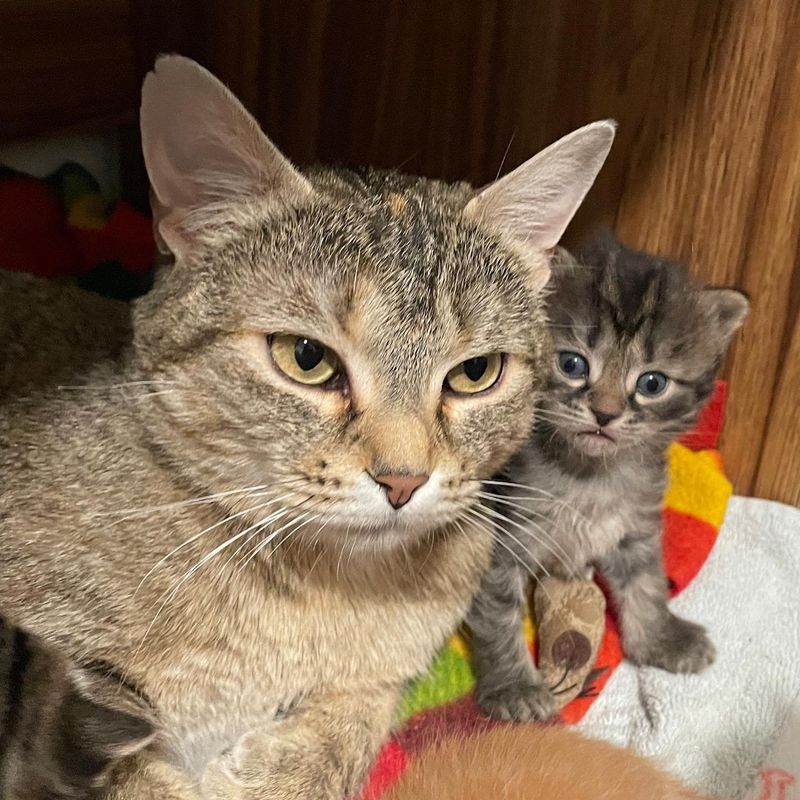 cat mom kittens snuggles