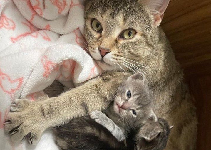 sweet cat mom kittens